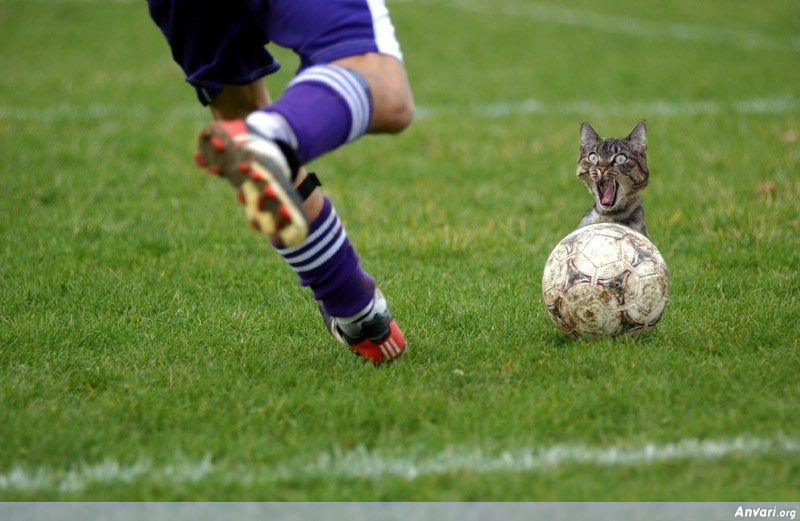 soccer-cat.jpg (800×521)